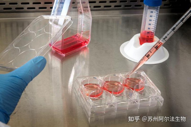 基因工程:开启生物科技新篇章