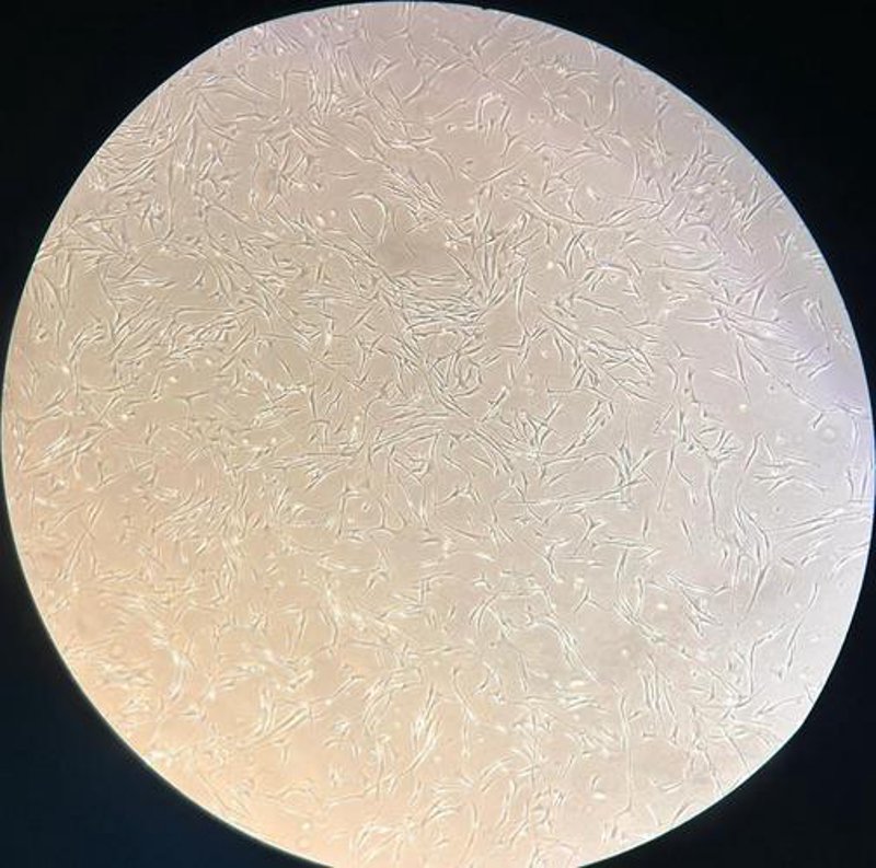 生物技术研发：推动生命科学发展的强劲引擎